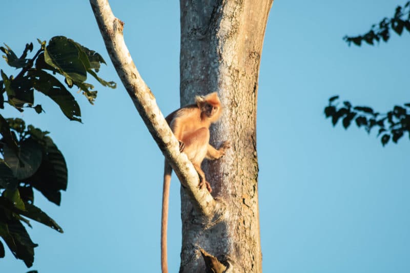 The Best Places To See Orangutans In Borneo | acouplescalling