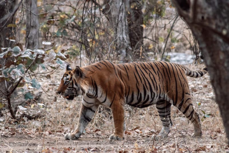 Ranthambore Safari - Seeing Wild Tigers In India (Bucket List Experience)