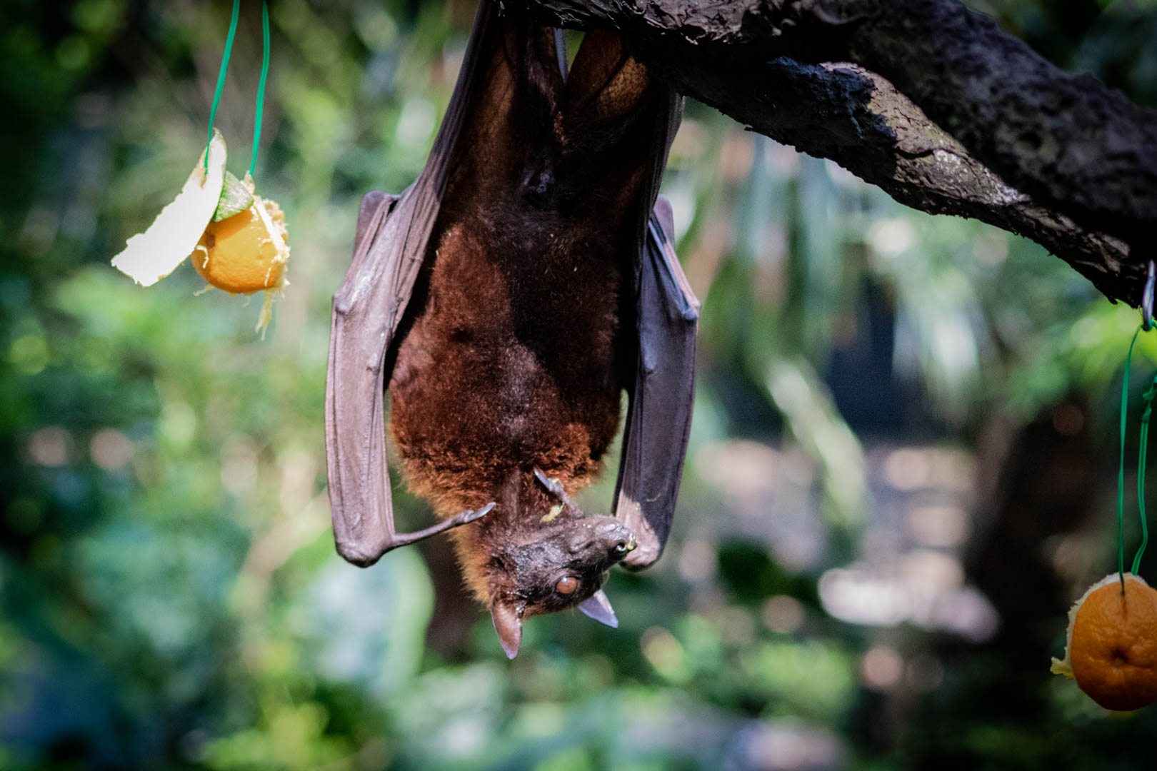 Singapore Zoo Guide: What To See & Top Tips For Your Visit